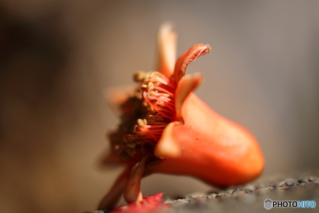 街の花
