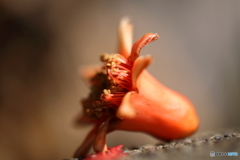 街の花