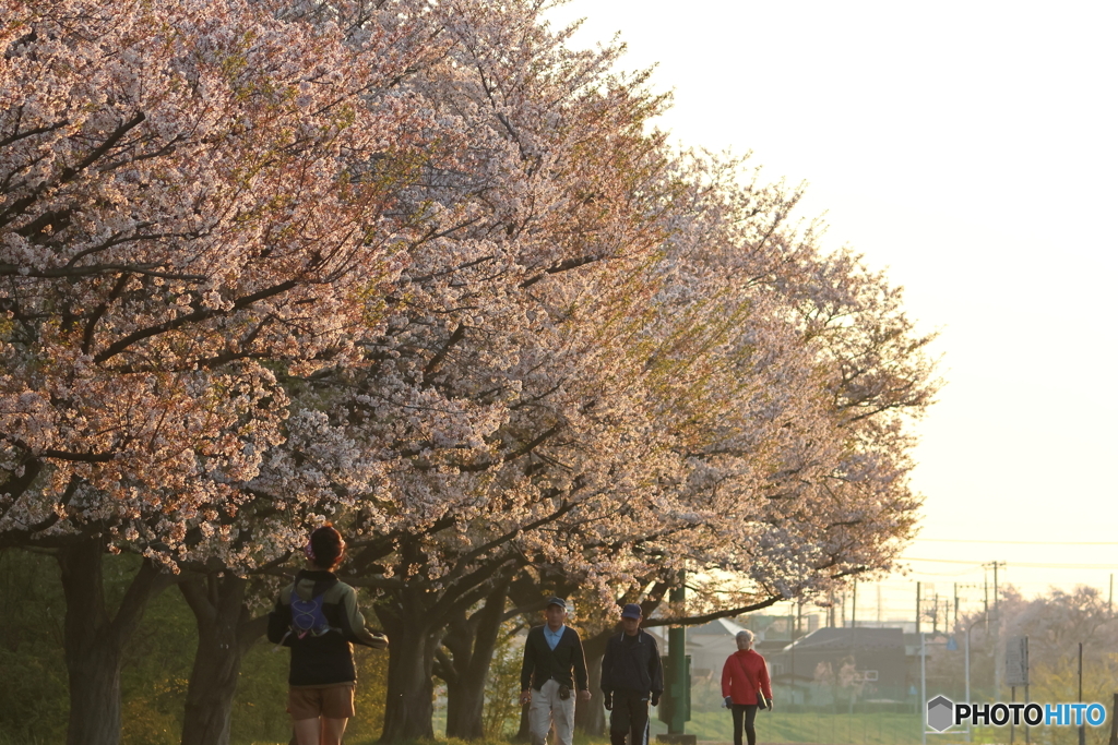 朝の多摩川