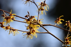 郷土の森