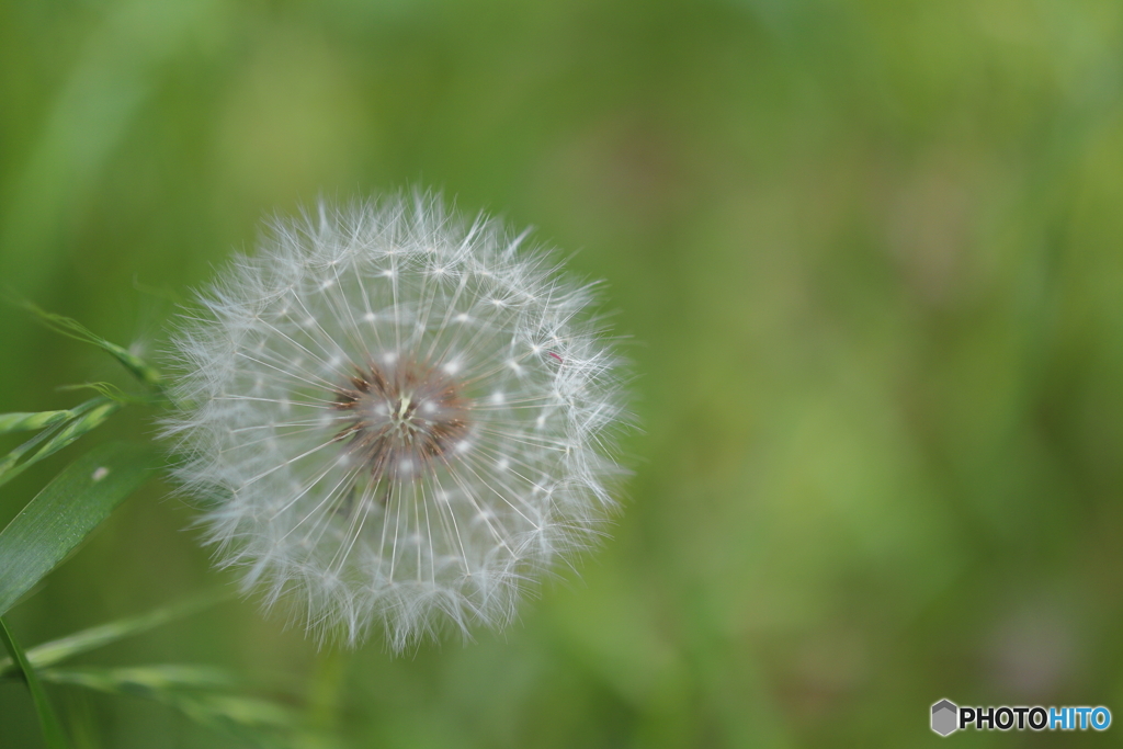 街の花