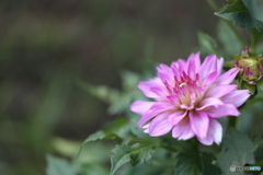 園の花