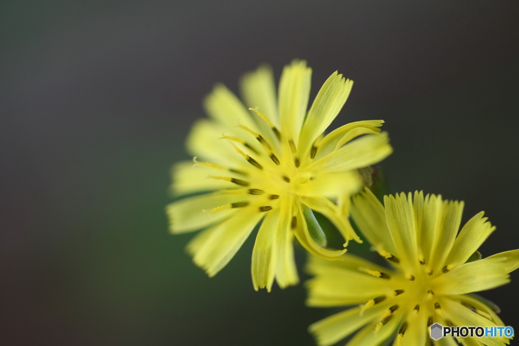 街の花