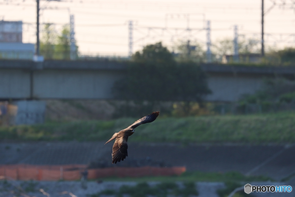 朝の多摩川
