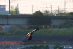 朝の多摩川