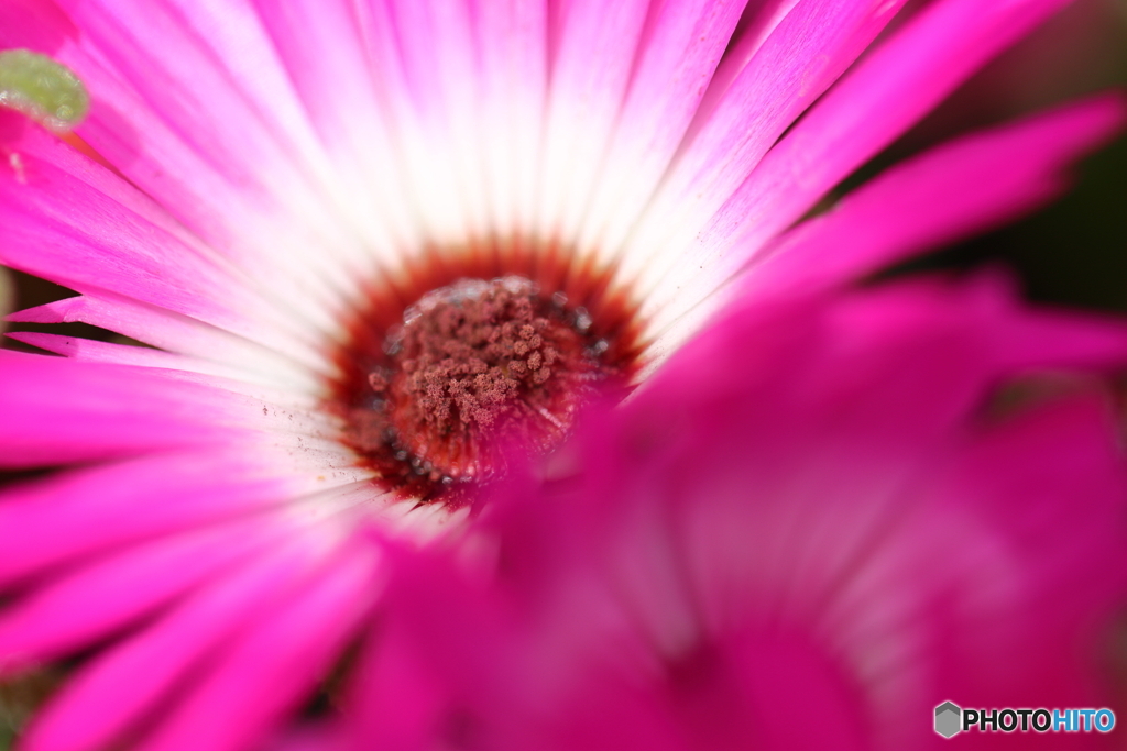 園の花