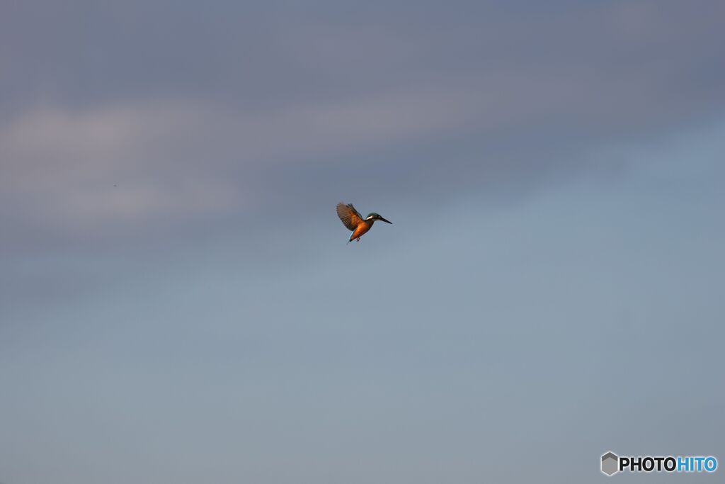 野鳥