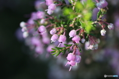 街の花