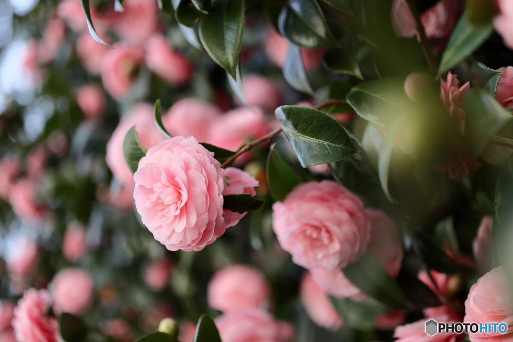 街の花