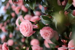 街の花