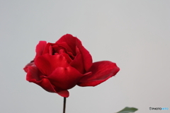街の花