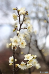 園の花