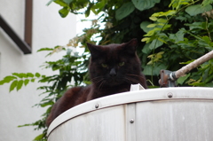 番猫