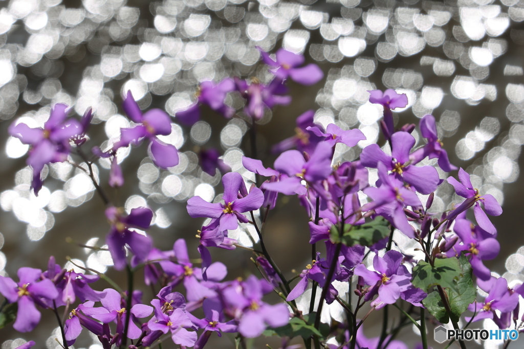 街の花