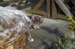 街の猫