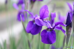 街の花