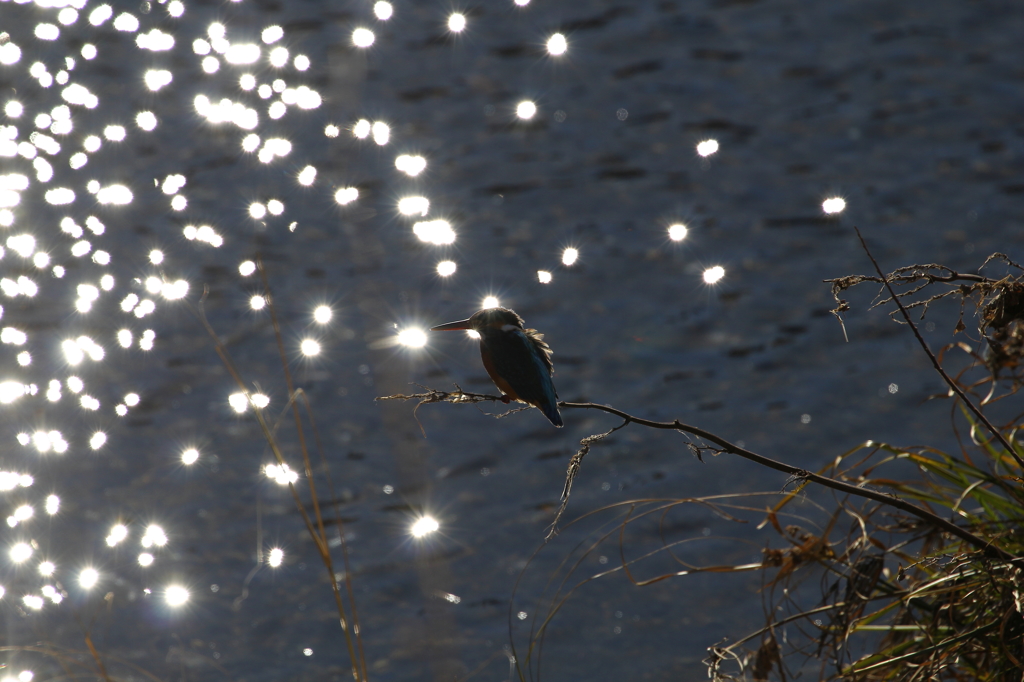 野鳥（大栗川）