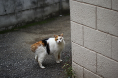 街の猫
