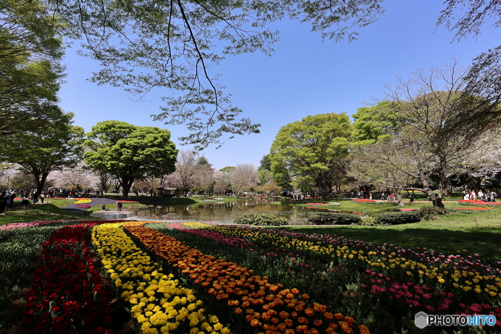 園の花