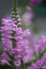 街の花