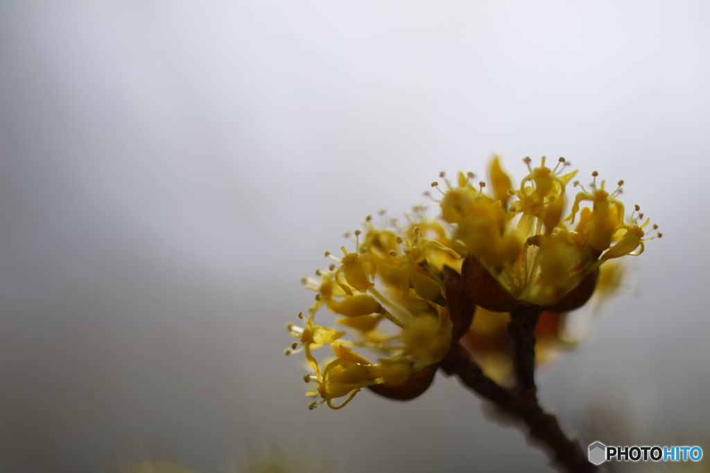 街の花