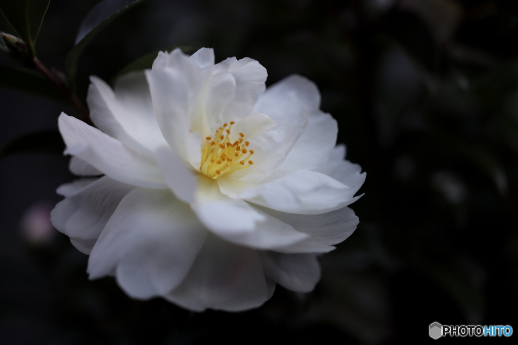 街の花