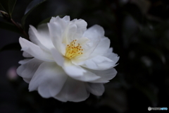 街の花