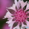 街の花