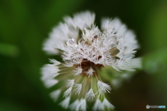 街の花