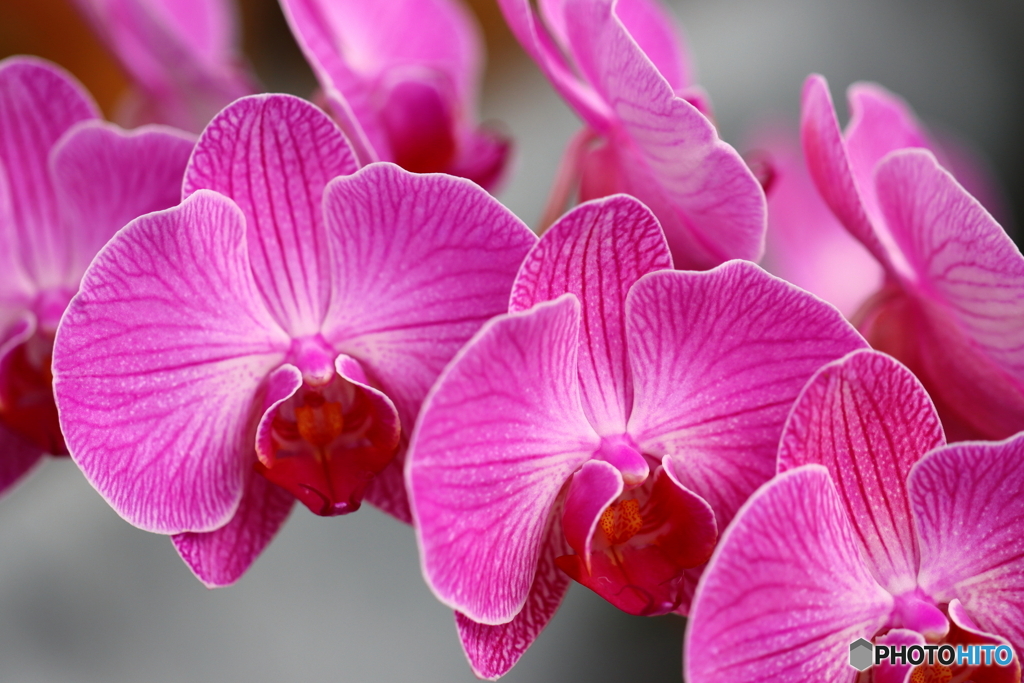 園の花