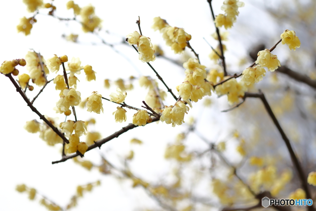 園の花