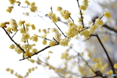 園の花