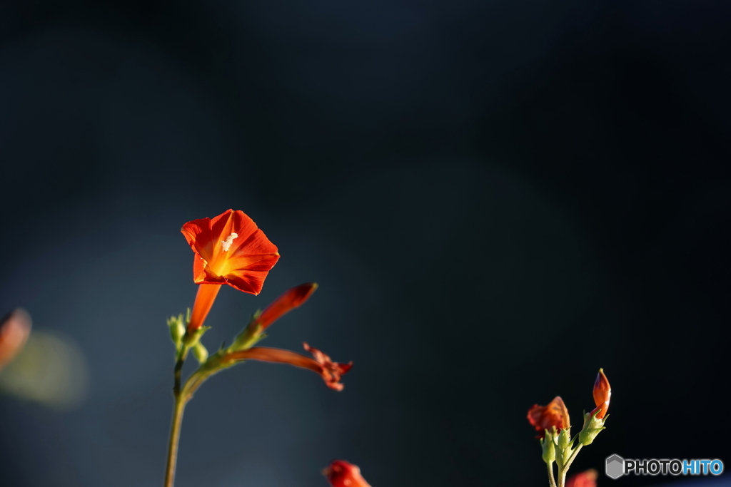 街の花