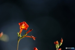 街の花