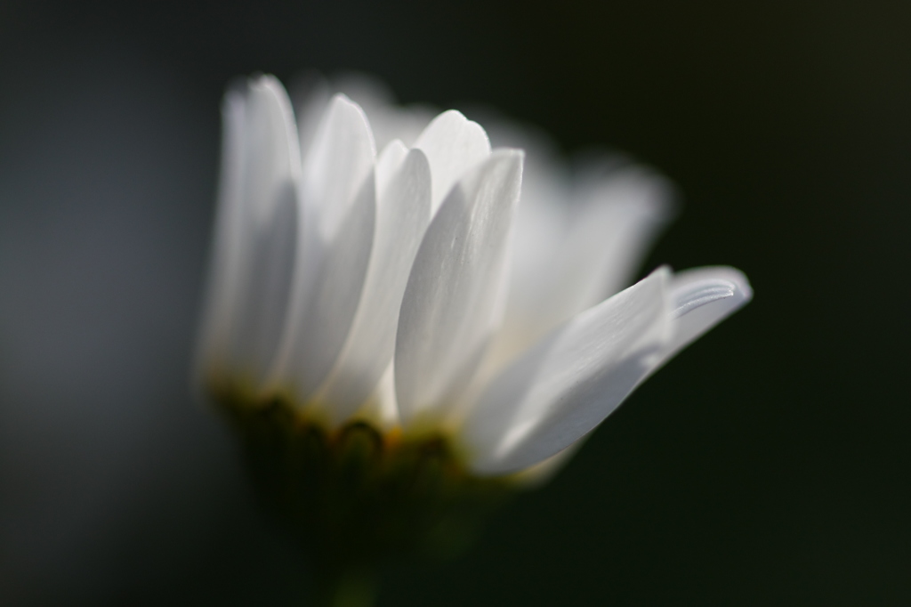 街の花