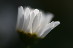 街の花