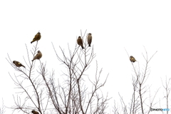 野鳥