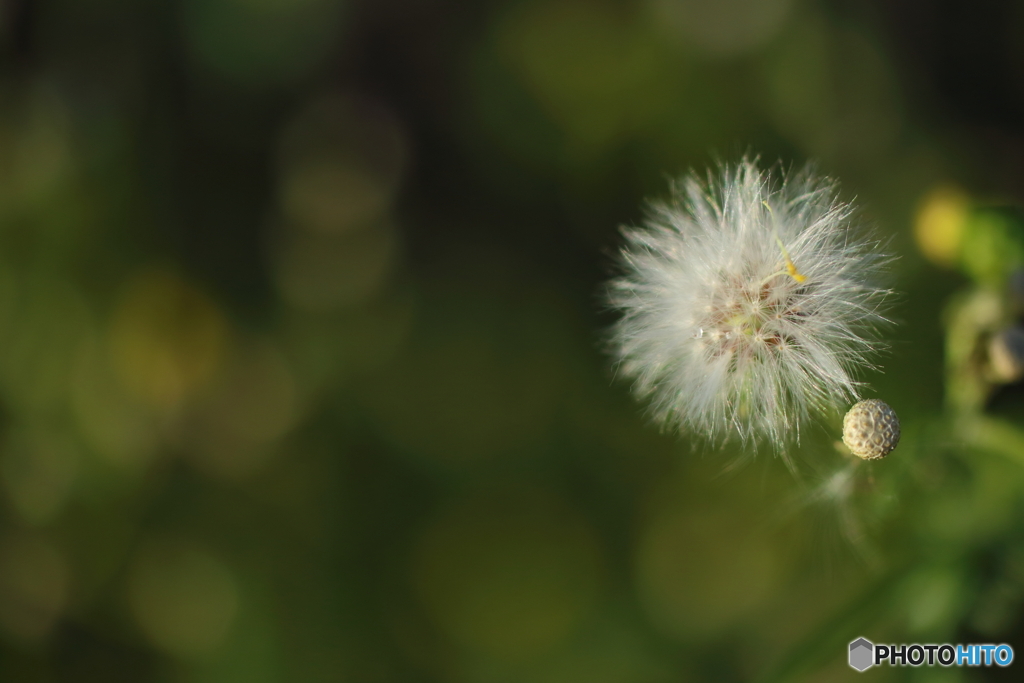 街の花