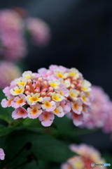 街の花