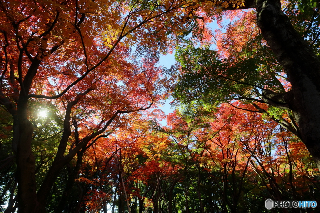 北の丸公園