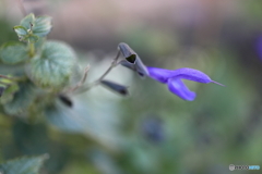 街の花