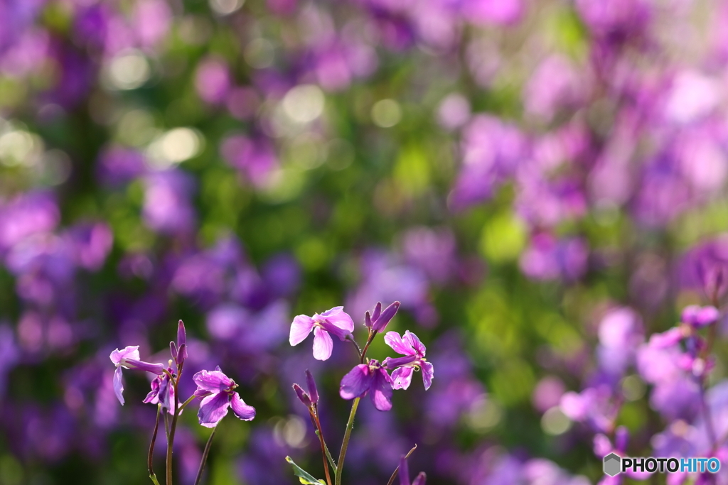 街の花