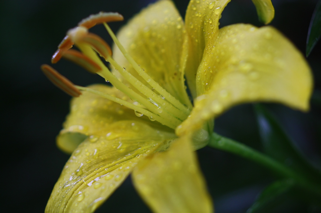 梅雨