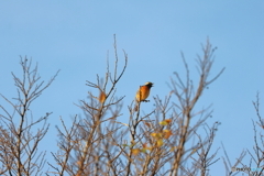 野鳥