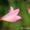 街の花