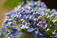 街の花