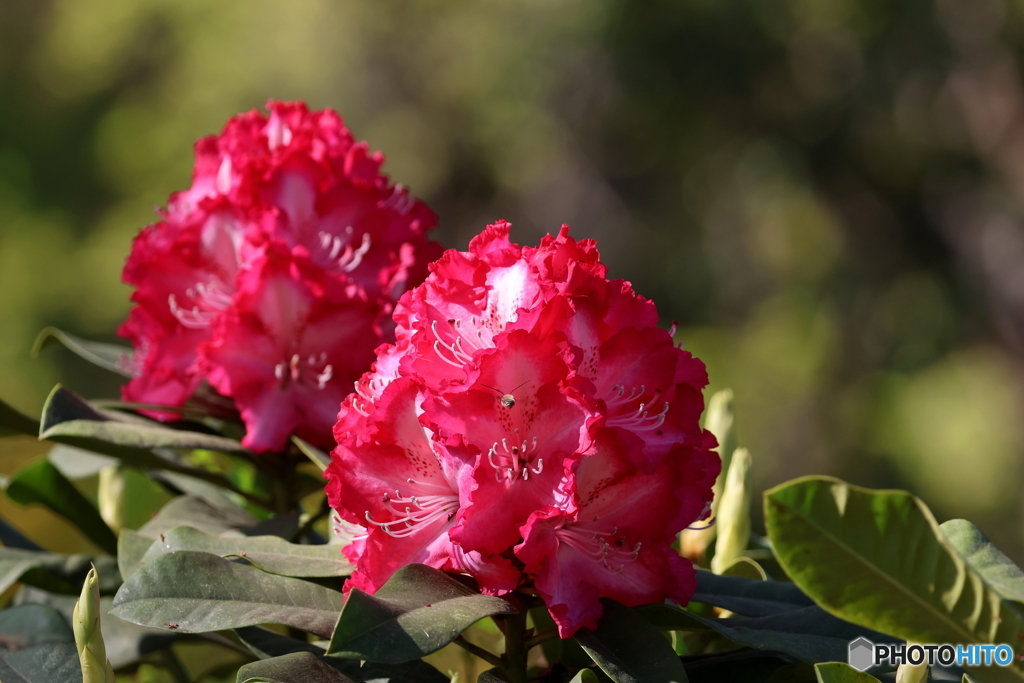 街の花