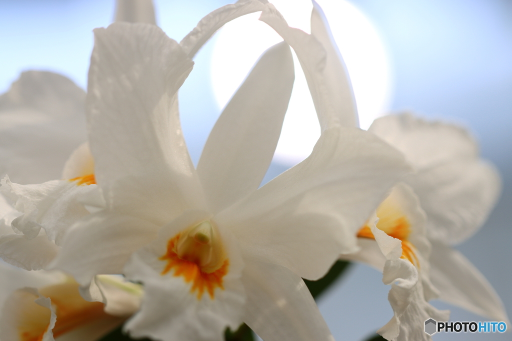 園の花
