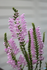 街の花