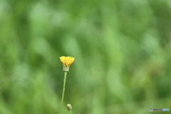 街の花